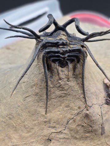 Trilobiet - Gefossiliseerd dier - Dicranurus Trilobite - 15