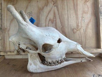 Giraf Schedel van een zoogdier - Giraffa camelopardalis -