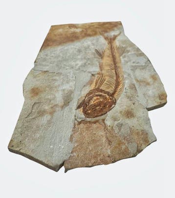 Vis - Gefossiliseerd dier - Fossil Fish from China