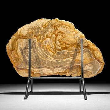 Prachtige snede van versteend hout op een op maat gemaakte