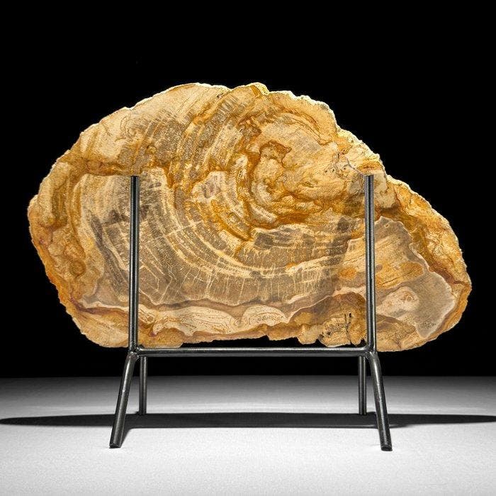 Prachtige snede van versteend hout op een op maat gemaakte, Antiquités & Art, Art | Objets design