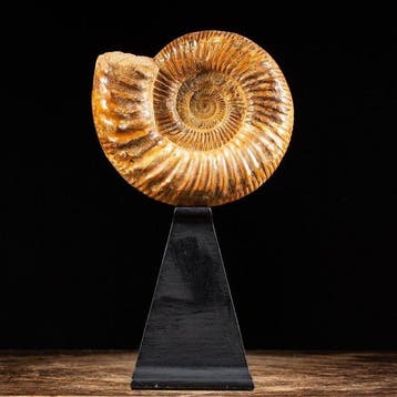 Douvilleiceras Ammonite sur socle steampunk - élément