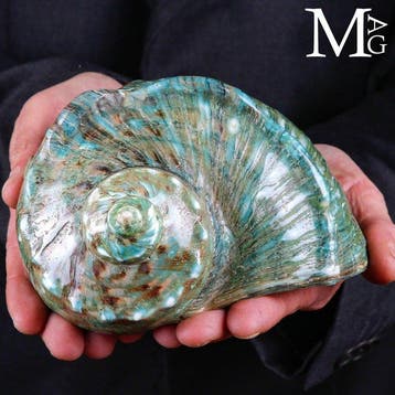 Monumentale Shell Turbo Marmoratus - Hoogte: 158 mm -, Verzamelen, Nieuw