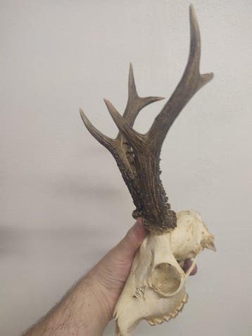 Trophée de chasse, Antiquités & Art