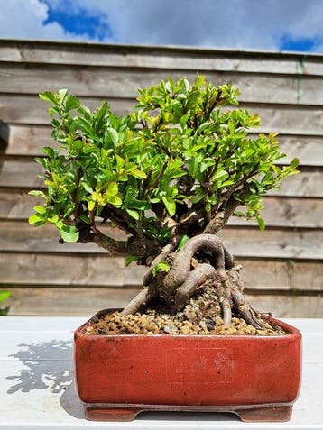 Chaenomeles speciosa bonsai dans un magnifique bol à bonsaï.