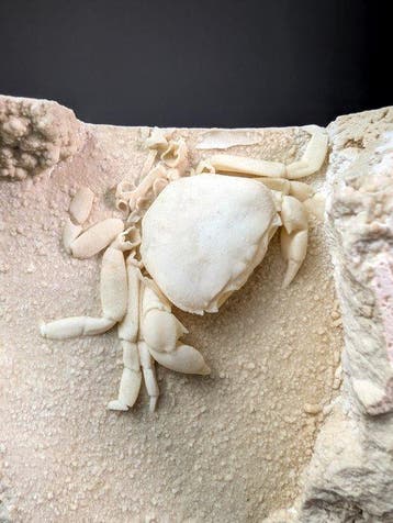 Crabe fossile Carapace - Harpactocarcinus punctulatus - 15