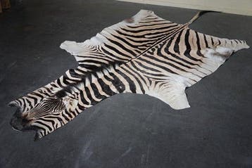 Plains Zebra Skin with Head Gewei - Equus quagga - 325 cm -