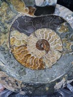 Extreme big Ammonite bowl with beautiful pattern -