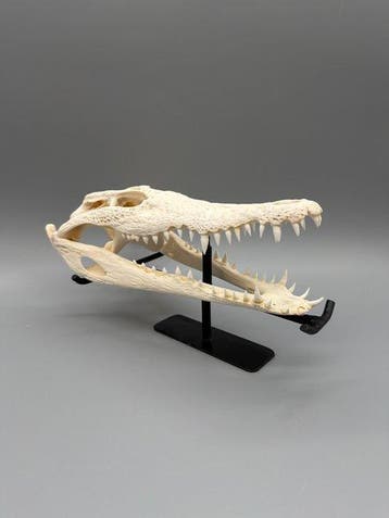 Nijlkrokodil Schedel - Crocodylus niloticus - 7 cm - 10 cm -