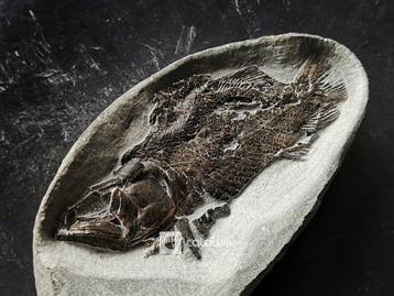Professioneel geprepareerde vis in natuurlijke concretie -
