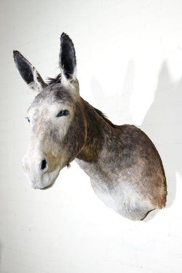 Âne sauvage d’Afrique Support mural pour taxidermie - Equus