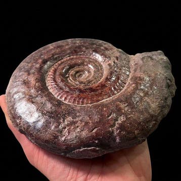 Ammoniet - Gefossiliseerde schelp - Hildoceras bifrons -, Verzamelen