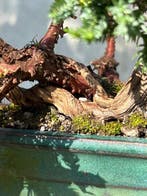 Jeneverbes bonsai (Juniperus) - Hoogte (boom): 30 cm -, Antiek en Kunst