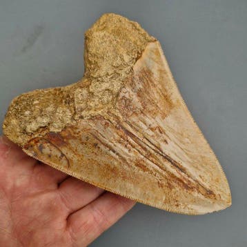 Grand requin mégalodon - Dent fossile - megaselachus, Collections