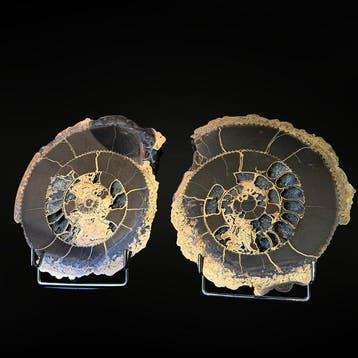 Zeldzaam exemplaar - Ammoniet Speetoniceras Versicolor -