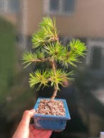 Den bonsai (Pinus) - Hoogte (boom): 34 cm - Diepte (boom):