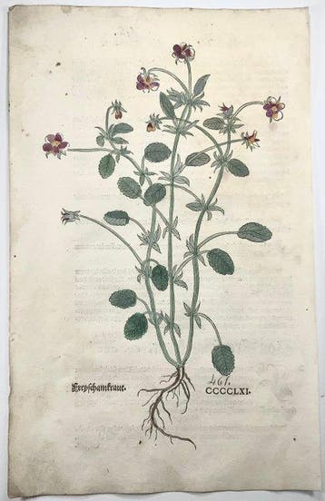 Leonhard Fuchs - Large hand coloured folio - Wild Pansy -
