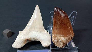 Requin et mosasaure - Dents fossiles - Otodus Obliquus y, Collections