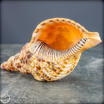 Natuurlijke zee-slakken- en schelpenverzameling – zeldzaam