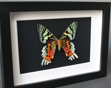 Vlinder Taxidermie volledige montage - Urania ripheus - 13