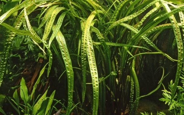 Tropica Cryptocoryne crispatula Balancae - Pot, Dieren en Toebehoren, Vissen | Aquaria en Toebehoren, Nieuw, Verzenden