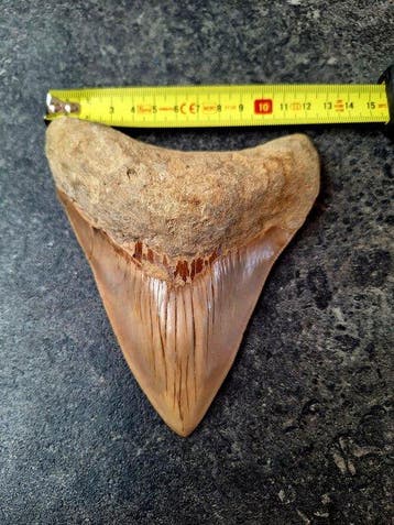 Megalodon - Fossiele tand - 14.7 cm - 12.4 cm
