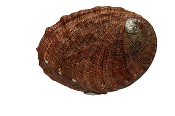 Grote Rode Abalone (Haliotis rufescens) | Edelabalon |, Nieuw
