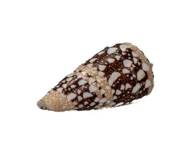 Conus ammiralis - Zeldzame Admiraal-conus - Uitzonderlijk, Antiek en Kunst