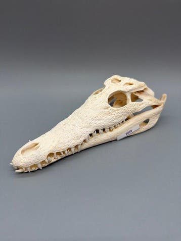 Nijlkrokodil Schedel van een reptiel - Crocodylus niloticus