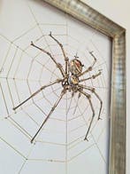 Peter Szucsy - Steampunk Spider Princess Sissy