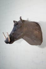 Large African Warthog Schedel - Phacochoerus africanus - 60, Nieuw