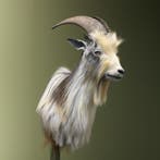 Landgeit Taxidermie Opgezette Dieren By Max, Verzamelen, Dierenverzamelingen, Ophalen of Verzenden, Nieuw, Wild dier, Opgezet dier