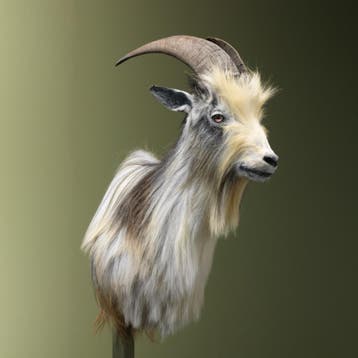 Landgeit Taxidermie Opgezette Dieren By Max, Ophalen of Verzenden, Opgezet dier