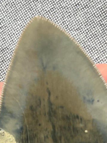Megalodon-tand 12,6 cm - Fossiele tand - Carcharocles