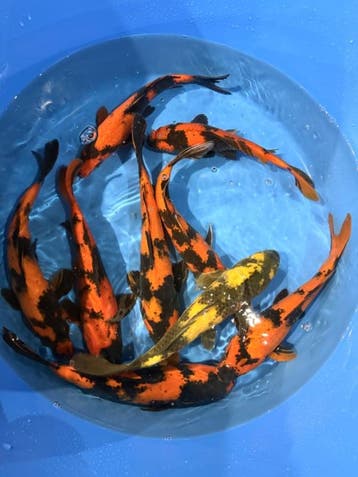 Hirasawa Marusei  32-37 cm (Japanse Koi), Ophalen of Verzenden, Nieuw