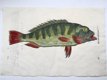 Aldrovandi; Fish, Perch - hand coloured folio with 2