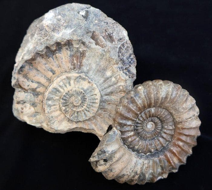 Ammoniet en zijn afdruk - Gefossiliseerde schelp - Aegoceras, Verzamelen, Mineralen en Fossielen