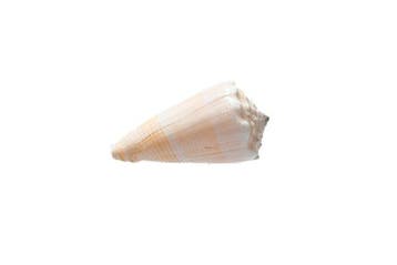 Conus marmoreus suffusus - Zeldzame witte/roze vorm -, Verzamelen, Nieuw