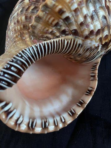 Triton Zeeschelp - Charonia tritonis (Zonder minimumprijs)