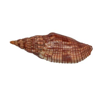 Verzamelaar-walzenschnecke: Lyria cloveriana (84 mm,