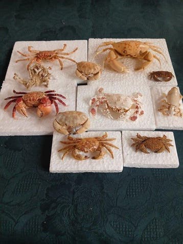 Intéressante collection de crabes marins philippins Carapace