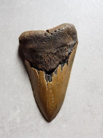 Megalodon - Fossiele tand - 12.5 cm - 7.2 cm
