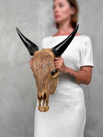 SANS PRIX DE RÉSERVE - Crâne de vache brun authentique