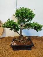 Japanese holly bonsai (Ilex crenata) - Hoogte (boom): 40 cm