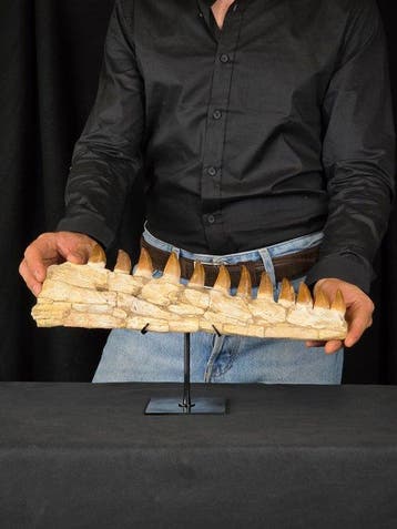 Mosasaurus - Fossiele tand - Mosasaur jaw from Morocco