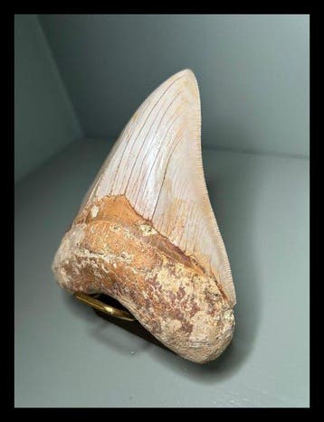 Mégalodon - Dents fossiles - 114 mm - 95 mm