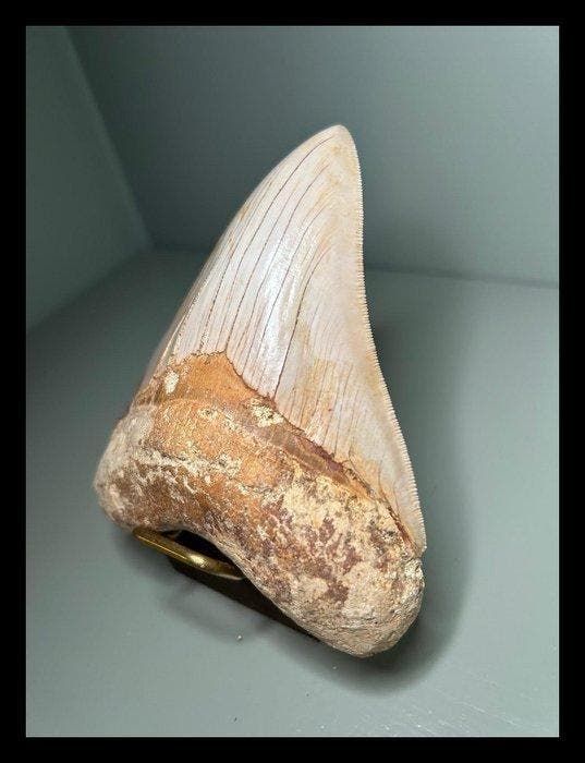 Mégalodon - Dents fossiles - 114 mm - 95 mm, Antiek en Kunst, Curiosa en Brocante
