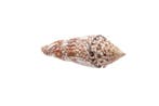 FOLIE >>> Escargot géant >>> Objet de collection GEM - RARE