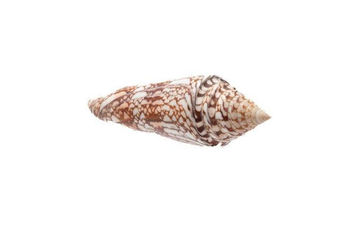 FOLIE >>> Escargot géant >>> Objet de collection GEM - RARE, Verzamelen, Dierenverzamelingen