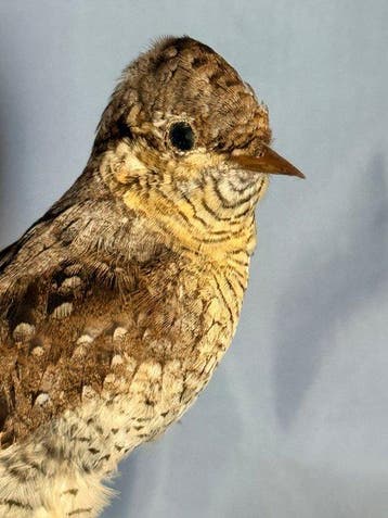torticolis Taxidermie volledige montage - Jynx torquilla, Verzamelen, Nieuw